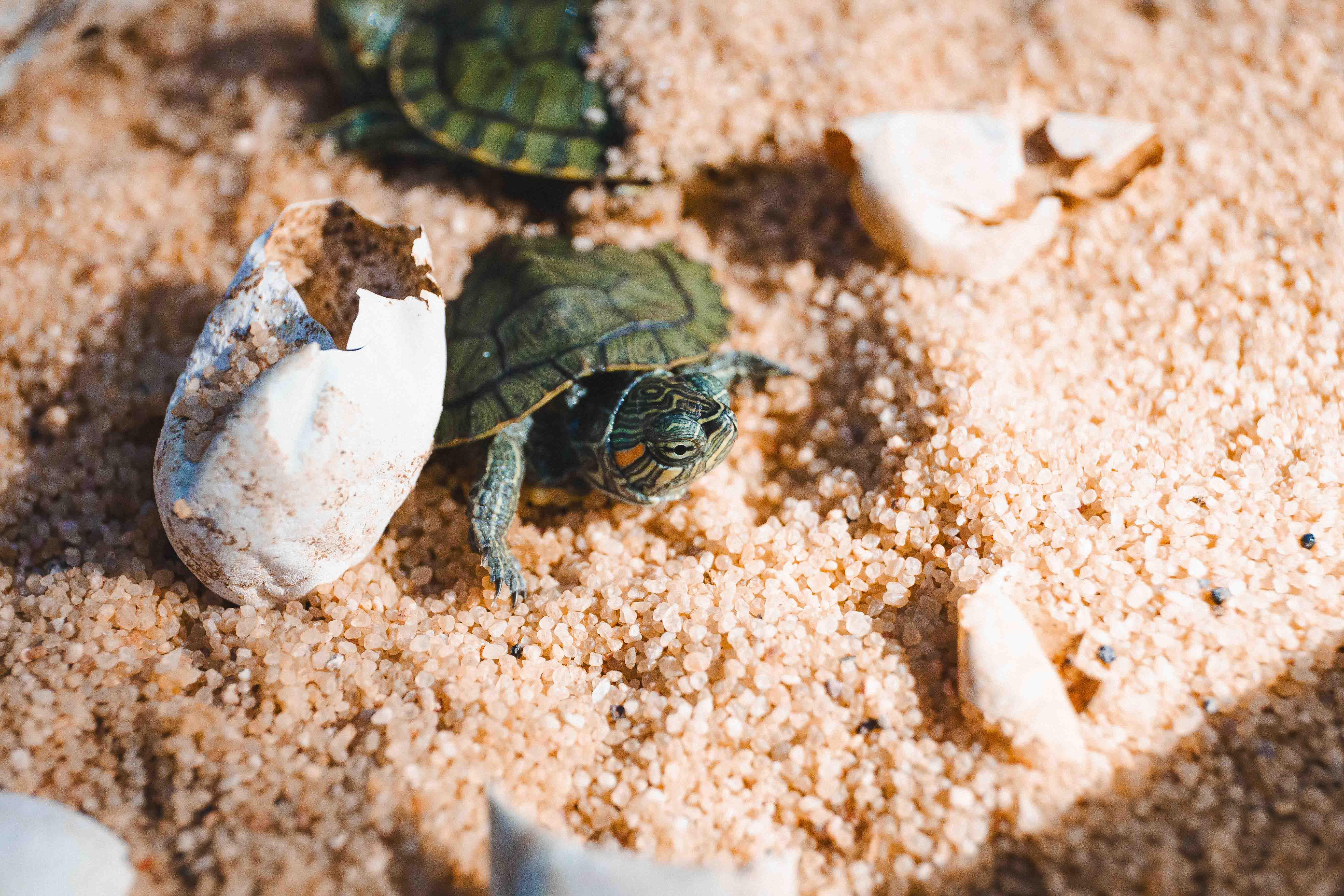 Zoológico celebra o nascimento de 51 filhotes de tartaruga-de-orelha-vermelha