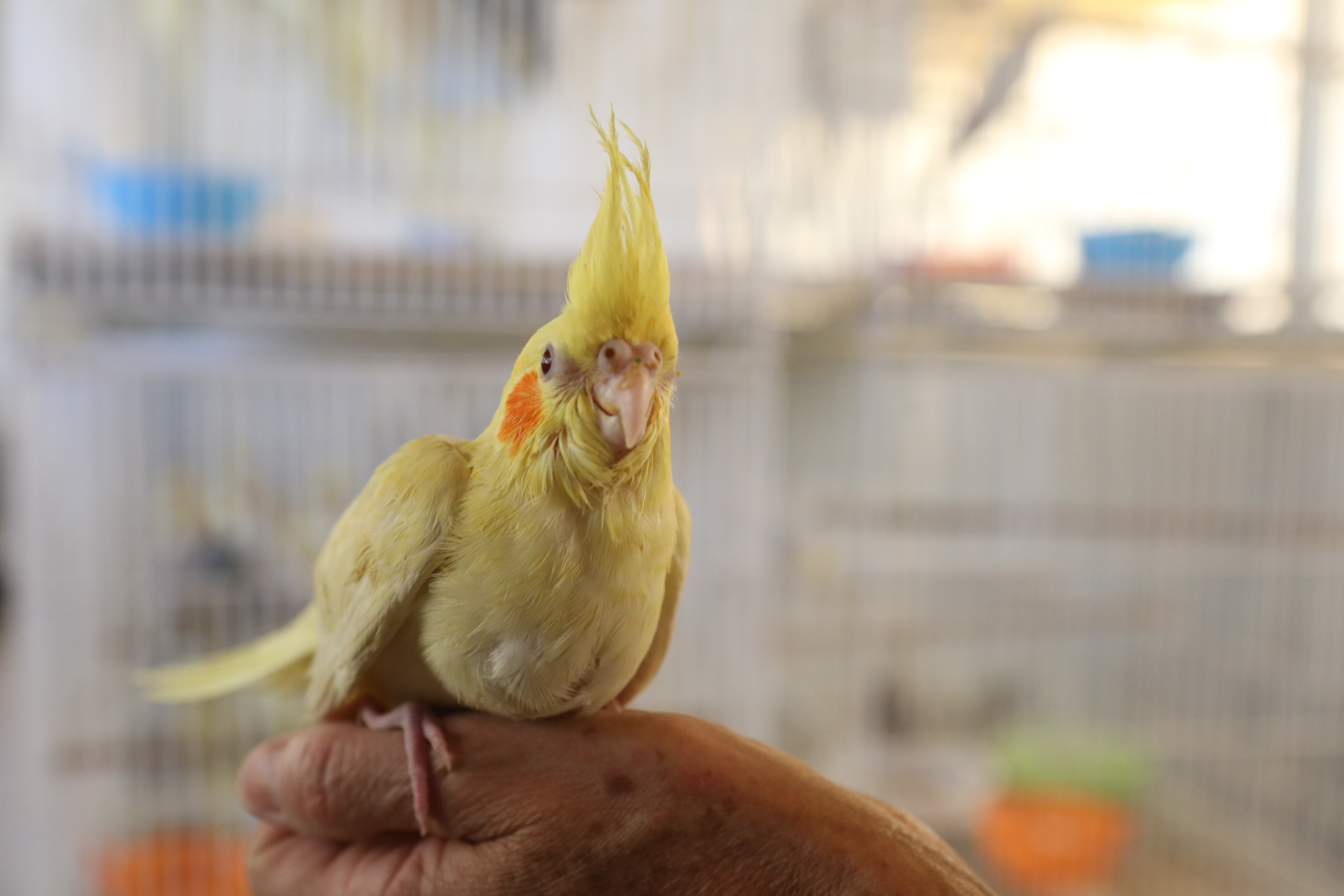 Encontro de criadores amadores de pássaros silvestres debaterá novo procedimento de renovação de licenças