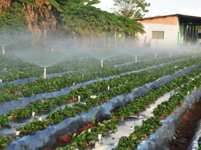 Circuito na AgroBrasília vai mostrar viabilidade da irrigação com água da chuva