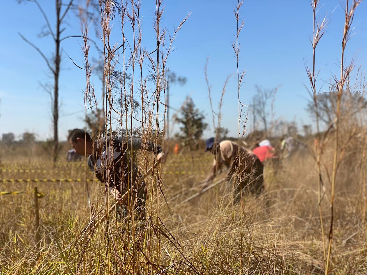 Divulgado resultado definitivo de etapa da seleção de brigadistas