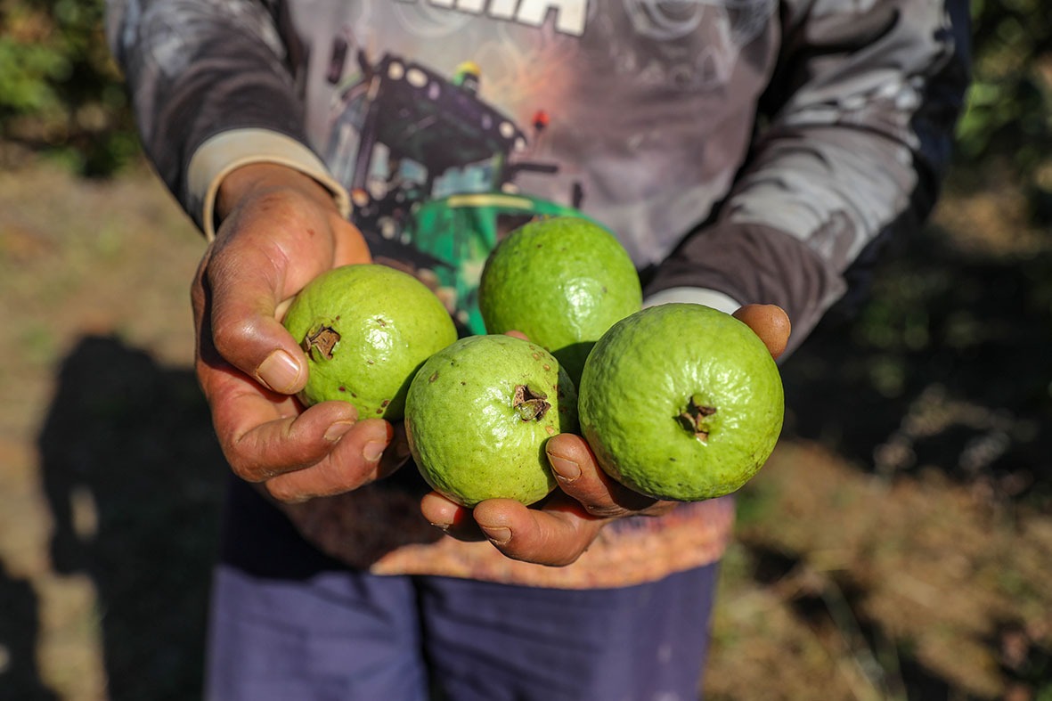 Produção agrícola do DF movimentou mais de R$ 5,8 bilhões em 2024 com alta dos setores de frutas, flores e pecuária
