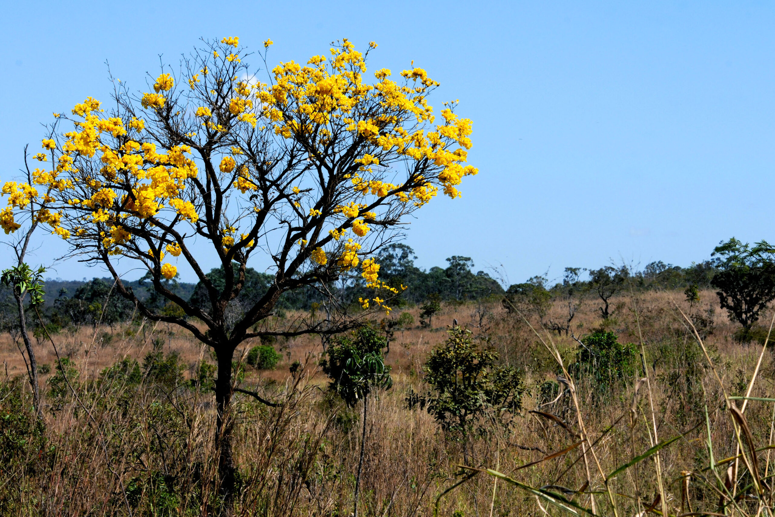 Abertas inscrições para projetos que valorizem produtos do Cerrado
