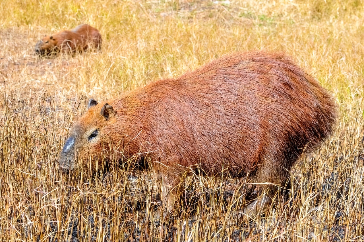 Lançado edital para segunda etapa do Projeto de Monitoramento das Capivaras