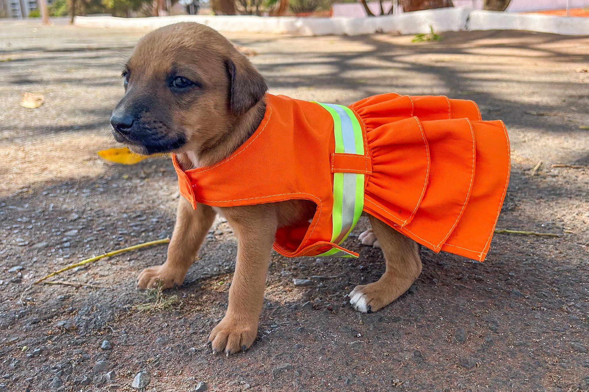 Projeto Cata Pata volta a promover resgate e adoção de cães