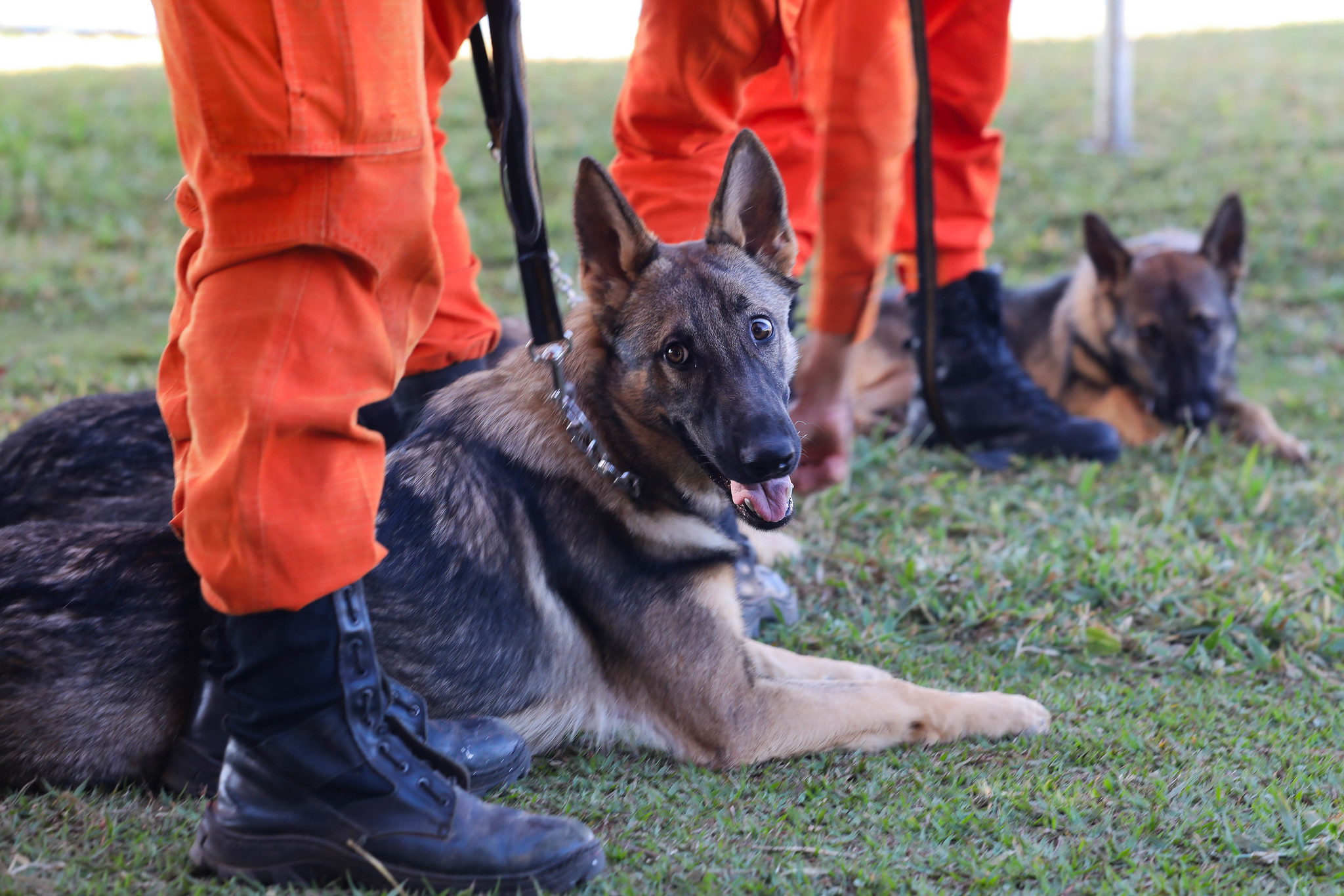 Filhotes de pastor alemão vão reforçar busca e salvamento de desaparecidos no DF