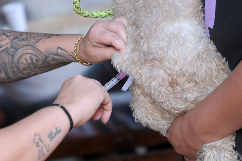 Vigilância Ambiental vacina 542 animais contra a raiva em Vicente Pires