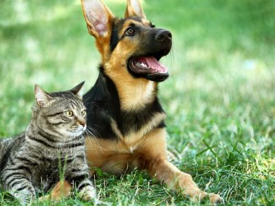 Campanha de castração gratuita do GDF beneficiará 1.625 pets