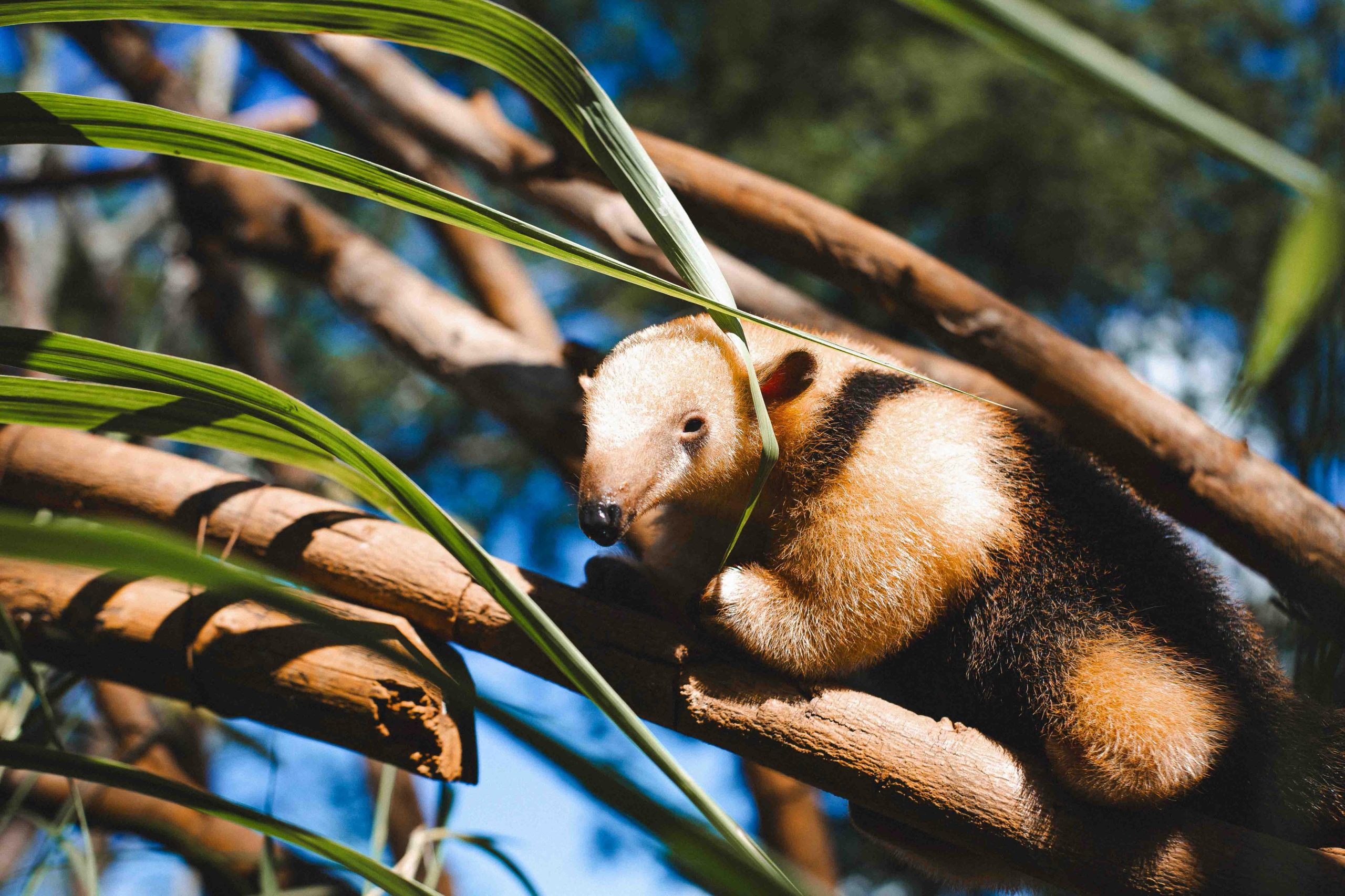 Zoo abre enquete para escolher nome da filhote de tamanduá-mirim