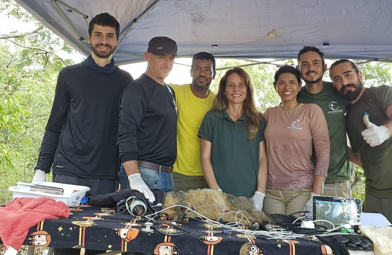 Brasília Ambiental e ONG Jaguaracambé realizam expedições para monitoramento de mamíferos silvestres no DF