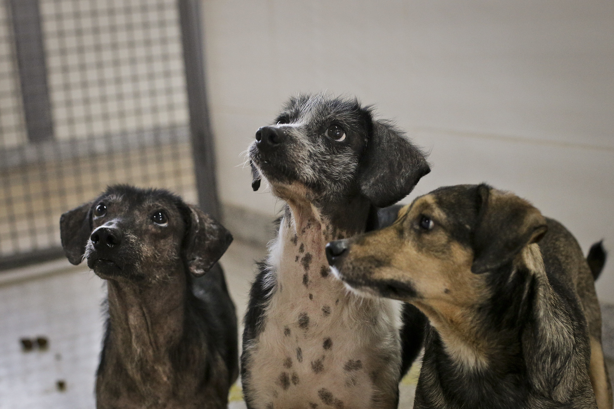 Sábado (30) tem vacinação para cães e gatos em cinco cidades do DF