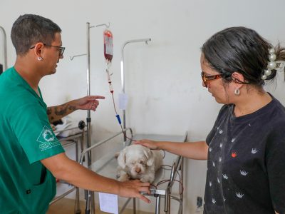 Doação de sangue no Serviço Veterinário Público salva a vida de pets