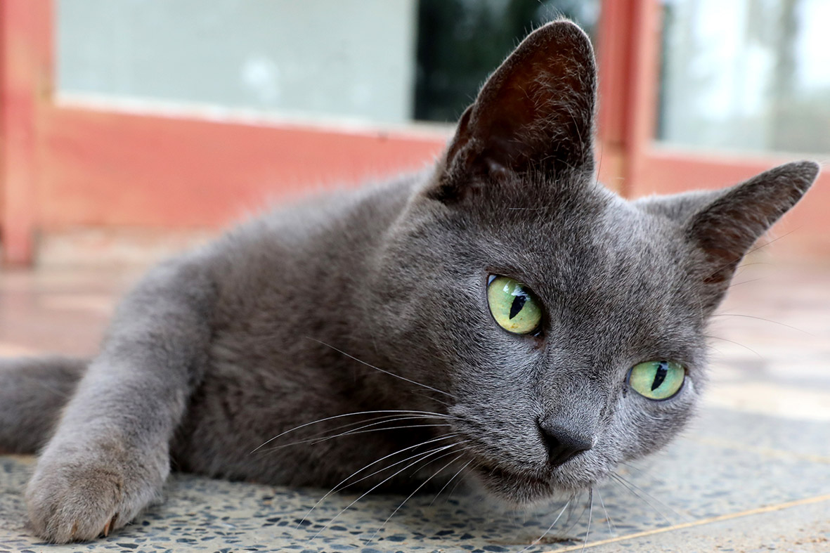 Gata bombeira e cão detetive: conheça os mascotes de órgãos do GDF