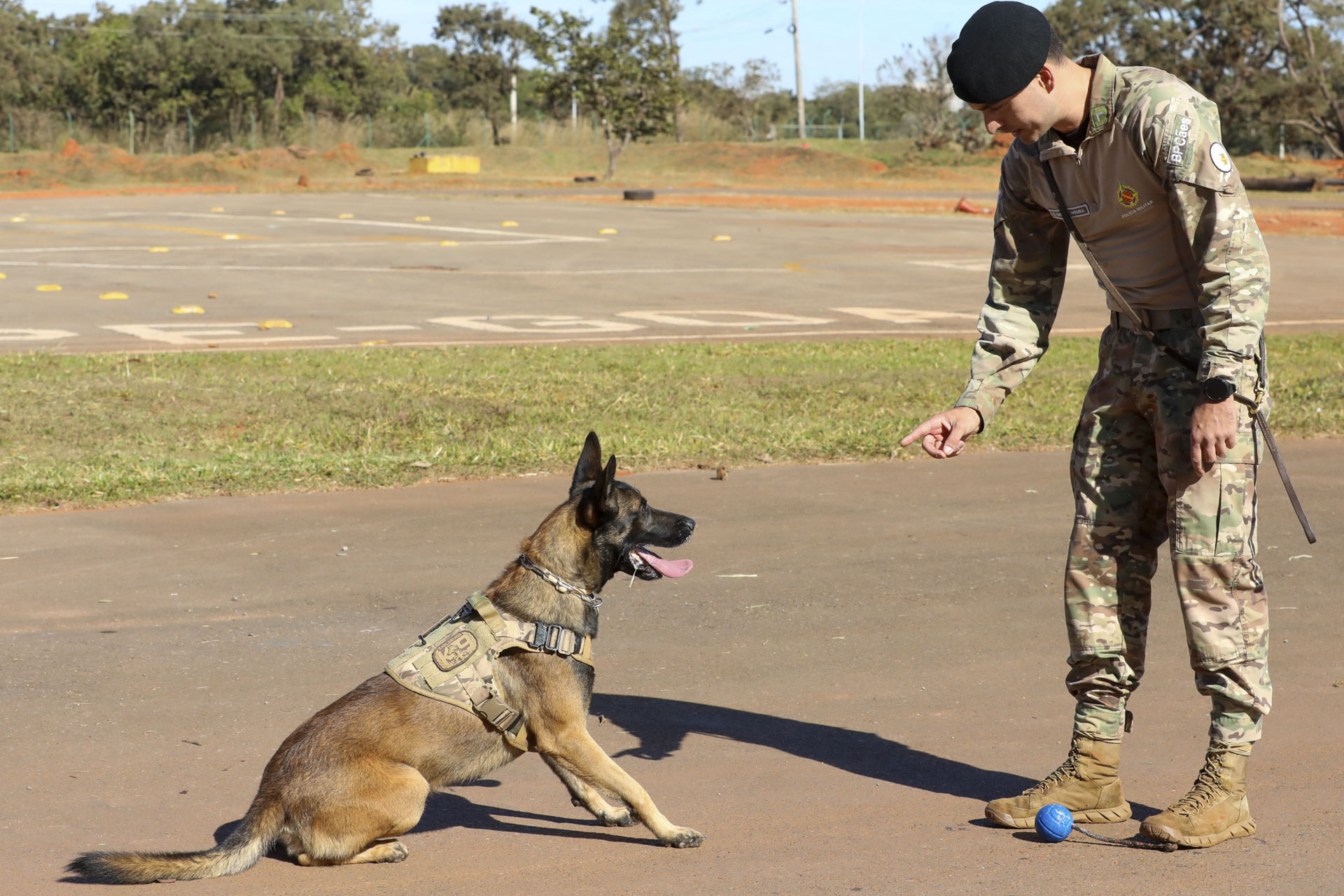 Polícia Militar do DF abre seleção gratuita para treinamento e adestramento de cães