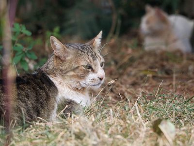 Controle da população de gatos no complexo da Novacap vira case de sucesso