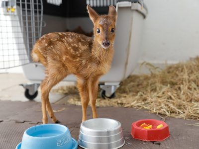 Pioneiro no Brasil, Hospital da Fauna Silvestre do DF já prestou mais de 500 atendimentos