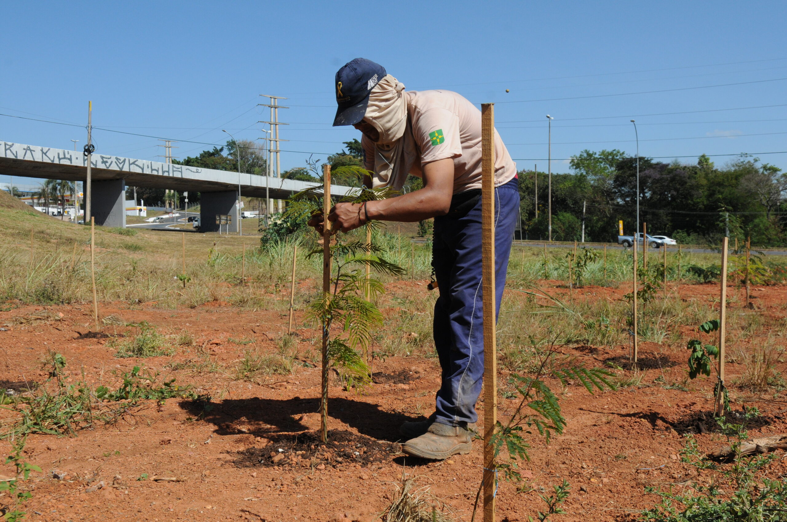 Parque dos Pioneiros recebe o plantio de 900 mudas de espécies nativas