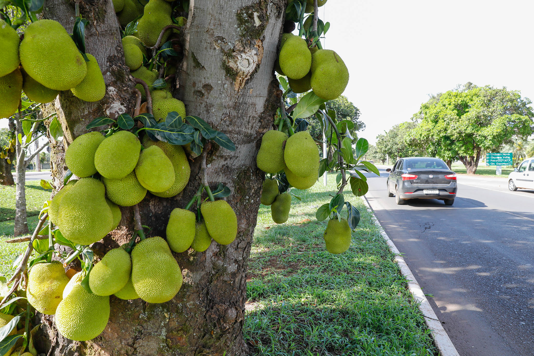 Cardápio de frutas a céu aberto faz a alegria dos brasilienses