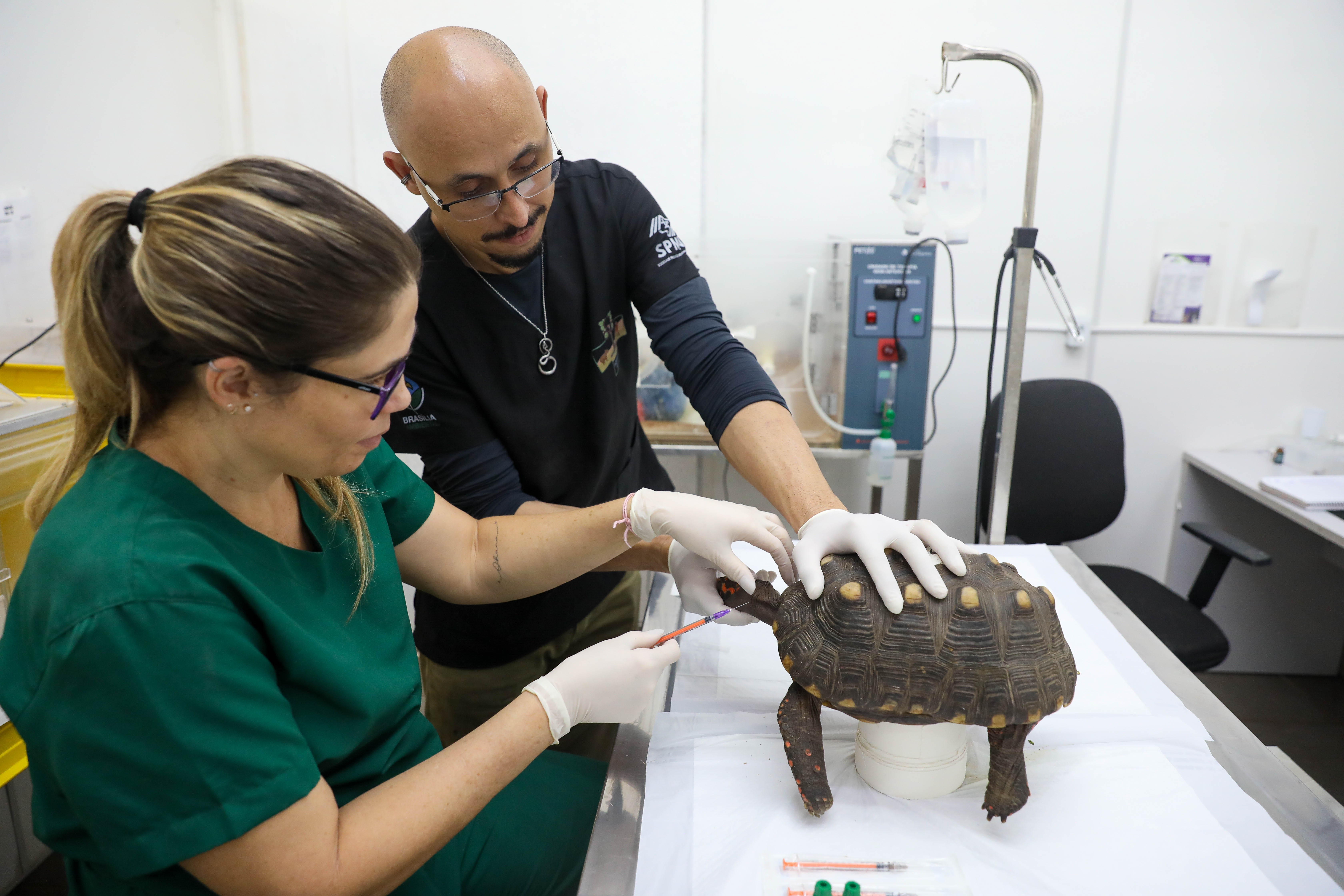 Jabutis e cágado apreendidos em operação policial recebem tratamento no Hospital da Fauna Silvestre