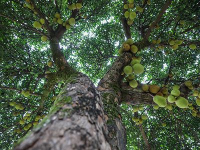 Frutas ao alcance: Programa de arborização do DF muda a relação entre a população e as áreas verdes