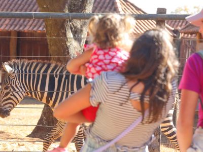 Zoo de Brasília recebe novos animais e faz sucesso com a zebra Ailin