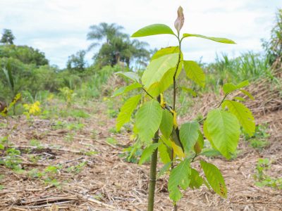 Programa Reflorestar distribuiu mais de 46 mil mudas em 2024