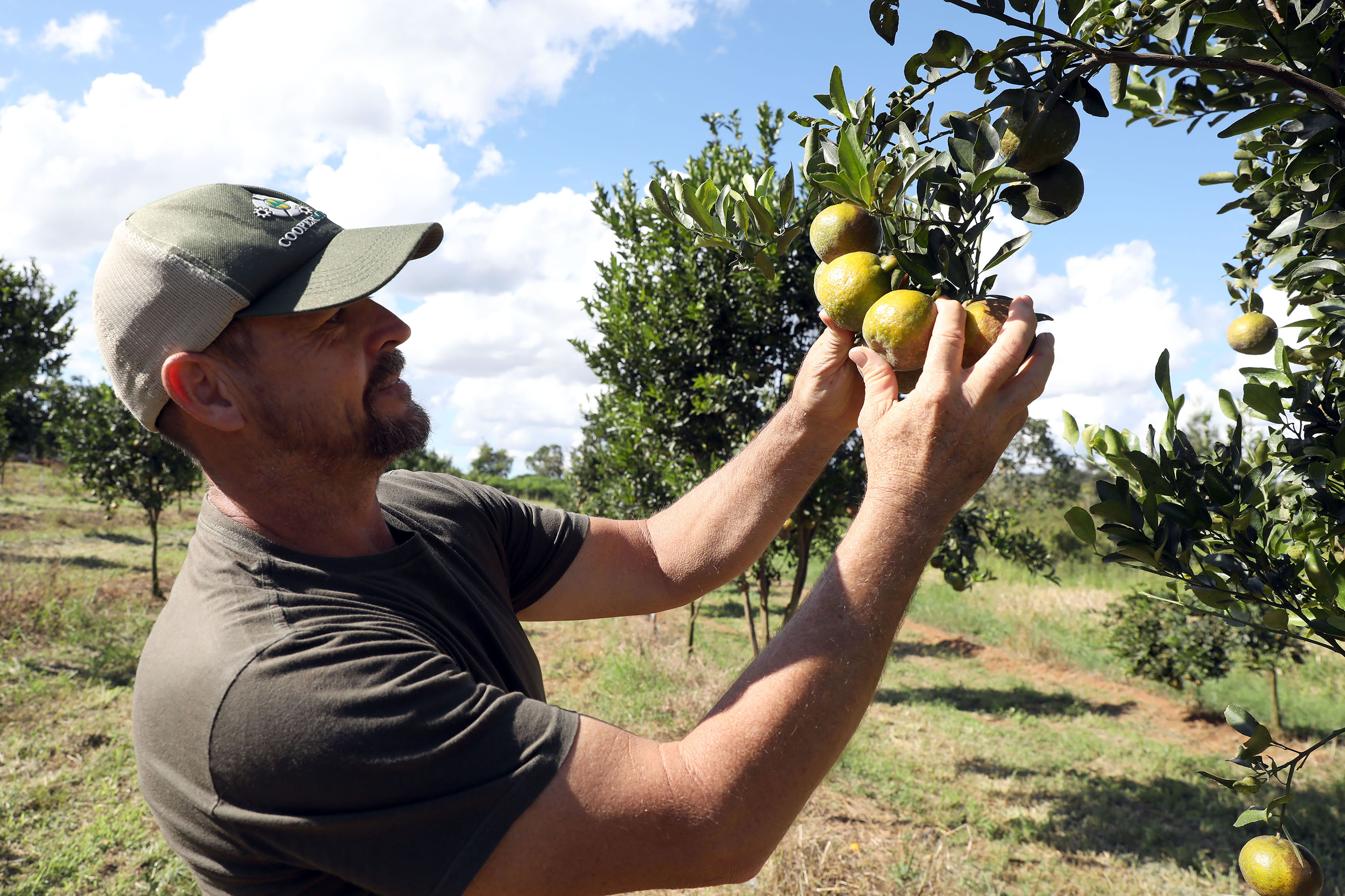Agricultura familiar ganha espaço na rede pública de ensino e movimenta, no DF, quase R$ 184 milhões