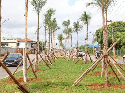 Plantio de 1.850 mudas renova a paisagem da Hélio Prates, em Taguatinga
