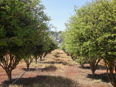 GDF impulsiona cultivo de jabuticaba no DF com suporte técnico a produtores rurais