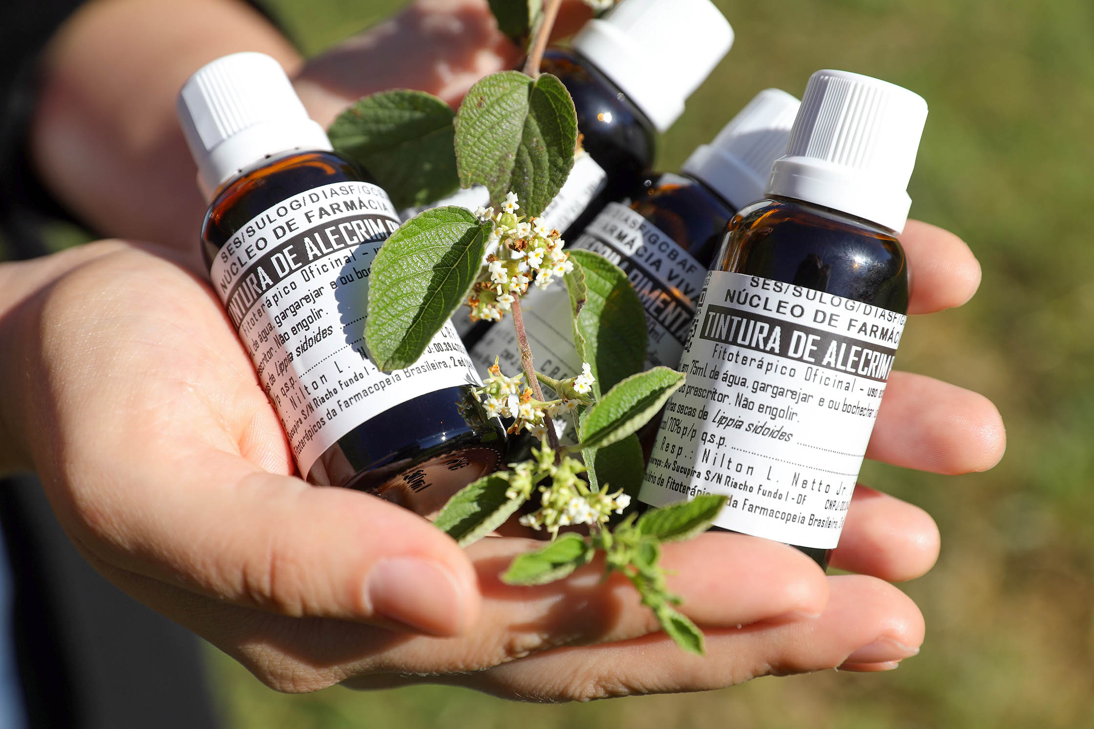 Cura que brota do chão: Farmácia Viva do DF produz medicamento natural para dor de garganta