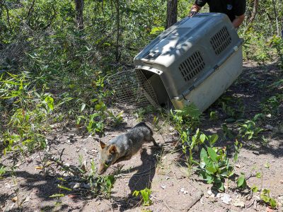 Fêmea de cachorro-do-mato recuperada no DF é devolvida à natureza nesta sexta-feira (28)