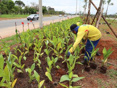 Sete mil árvores e arbustos vão compor o paisagismo do Viaduto do Sudoeste