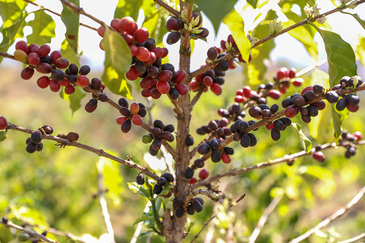Distrito Federal celebra Dia Internacional do Café com 193 produtores e crescimento da cafeicultura local