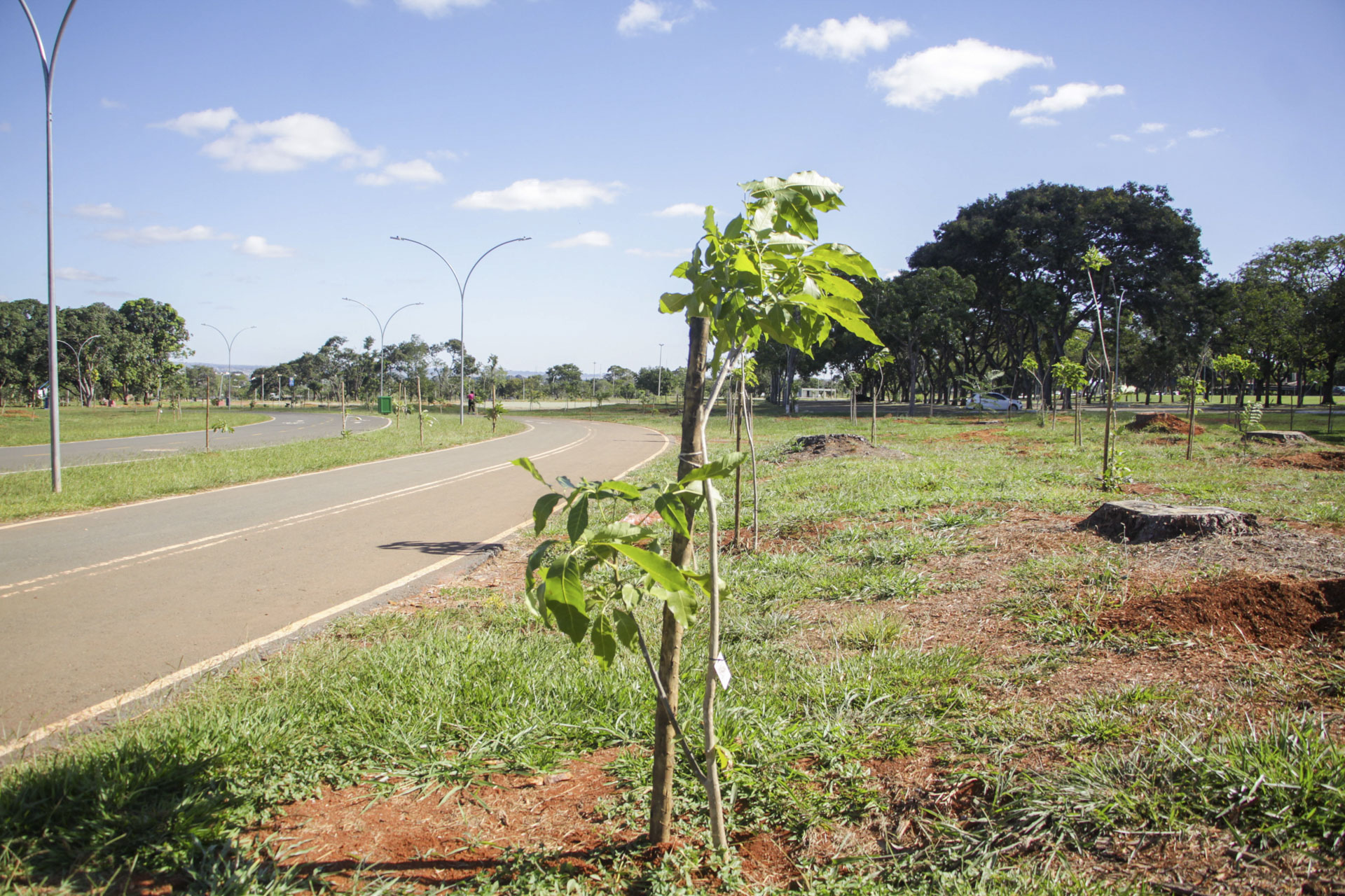 Mais de 2 mil árvores já foram plantadas para substituir antigos pinheiros do Parque da Cidade