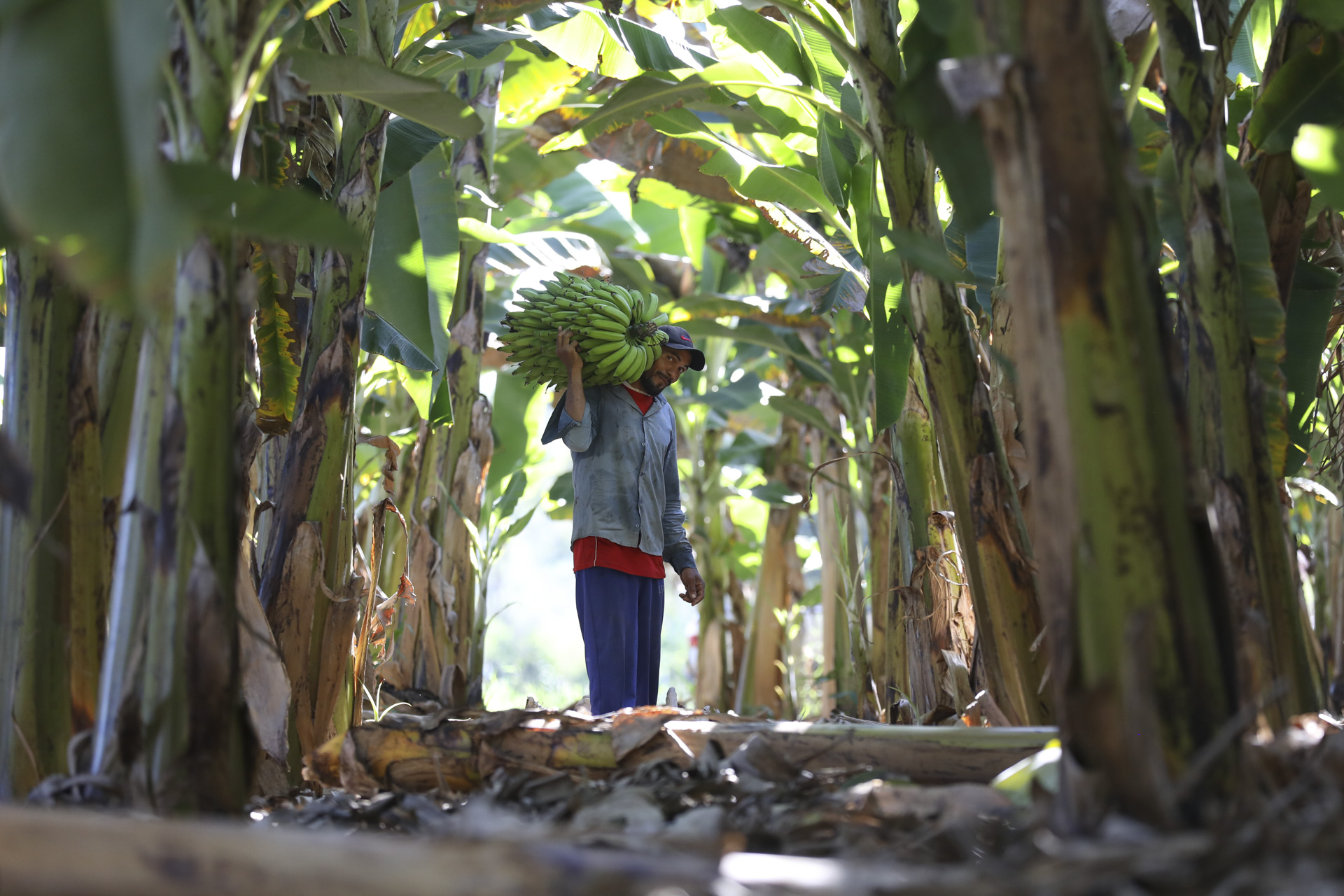 Agro do Quadrado: Safra frutífera do DF cresce em área e em quantidade produzida