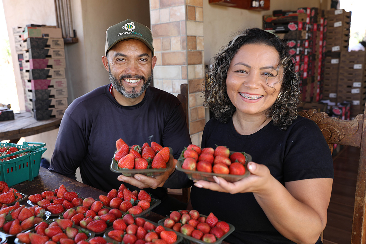 Crédito rural do GDF e cooperativismo fortalecem produção de morango em Planaltina