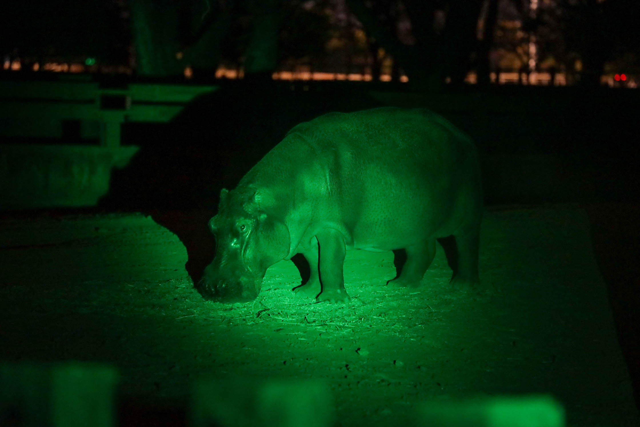 Zoo Noturno encanta com visita guiada e contato com animais notívagos