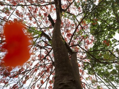 Flamboyants colorem as ruas do Distrito Federal