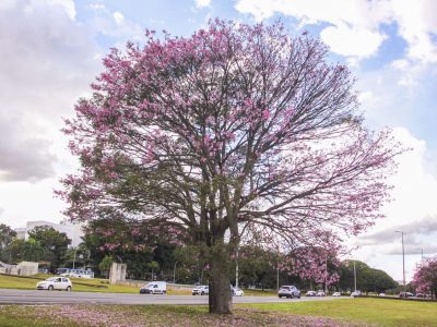 Paineiras pintam as paisagens do Distrito Federal de rosa