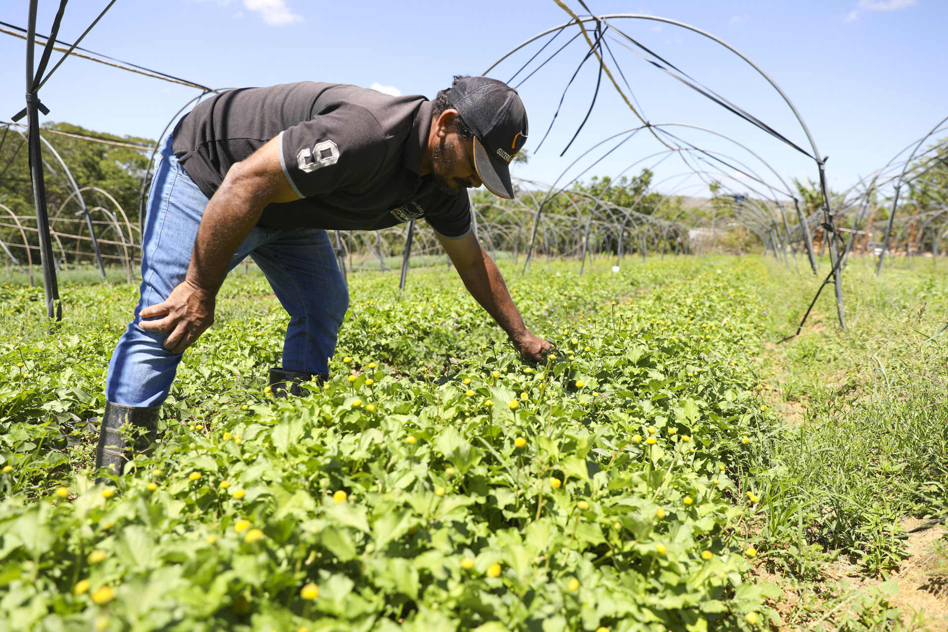 GDF impulsiona crédito agrícola com investimento de R$ 8 milhões