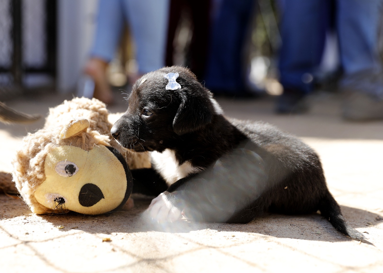 Reinaugurado, Cata-Pata resgata e dá novos lares a cães abandonados em unidades do SLU