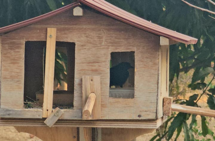 Projeto Casa de Passarinho acolhe aves urbanas no Cruzeiro