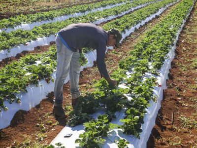 Agro do Quadrado: Crédito rural impulsiona a produção agrícola no Distrito Federal