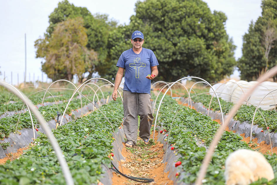 Programas do GDF beneficiam mais de 20 mil produtores rurais