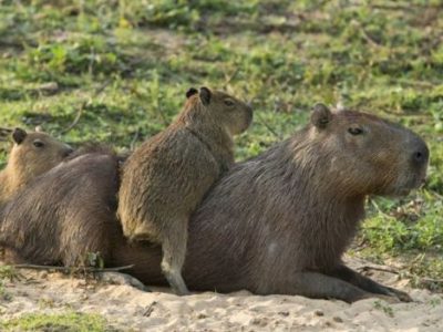 Definida instituição para fazer monitoramento de capivaras do Lago Paranoá
