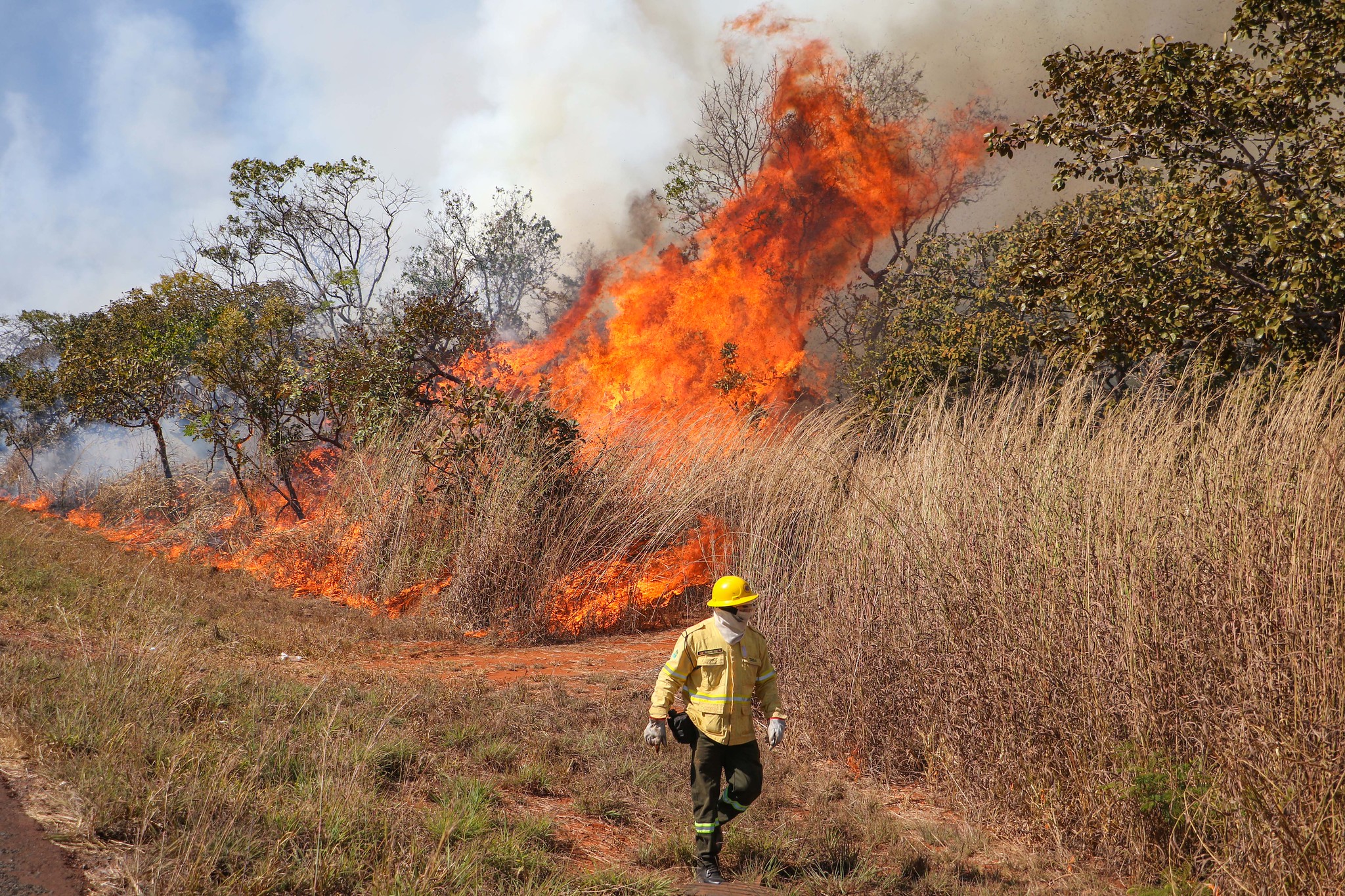 Saiba como agir caso um incêndio florestal se aproxime de residência