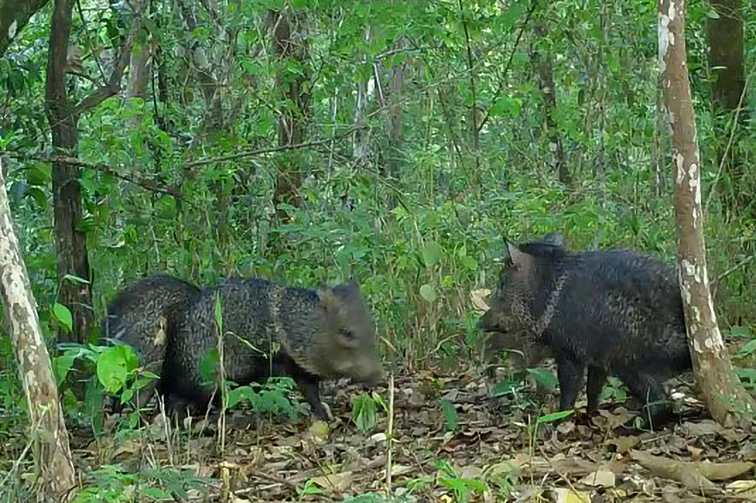 Projeto para monitorar grandes mamíferos mapeou 32 espécies no DF desde 2014
