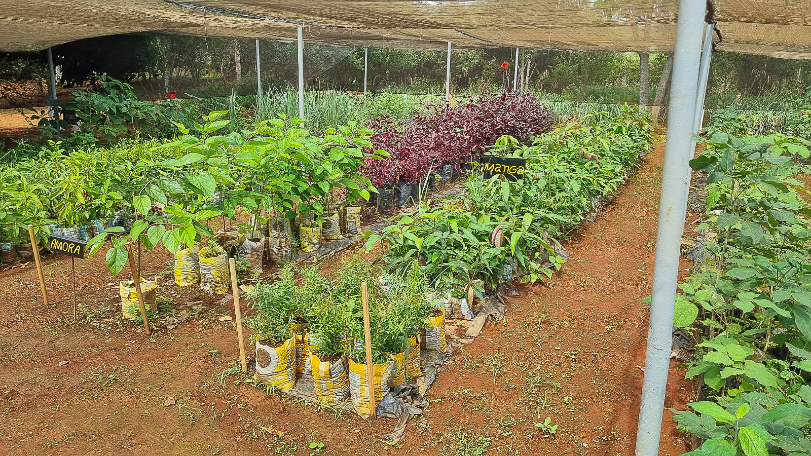 Mudas nativas do Cerrado cultivadas em fazenda na Papuda serão comercializadas