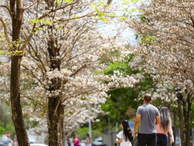 Floração simultânea de ipês embeleza as ruas do Distrito Federal