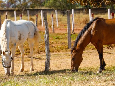 Projeto incentiva adoção responsável de bovinos e equinos resgatados nas vias do DF