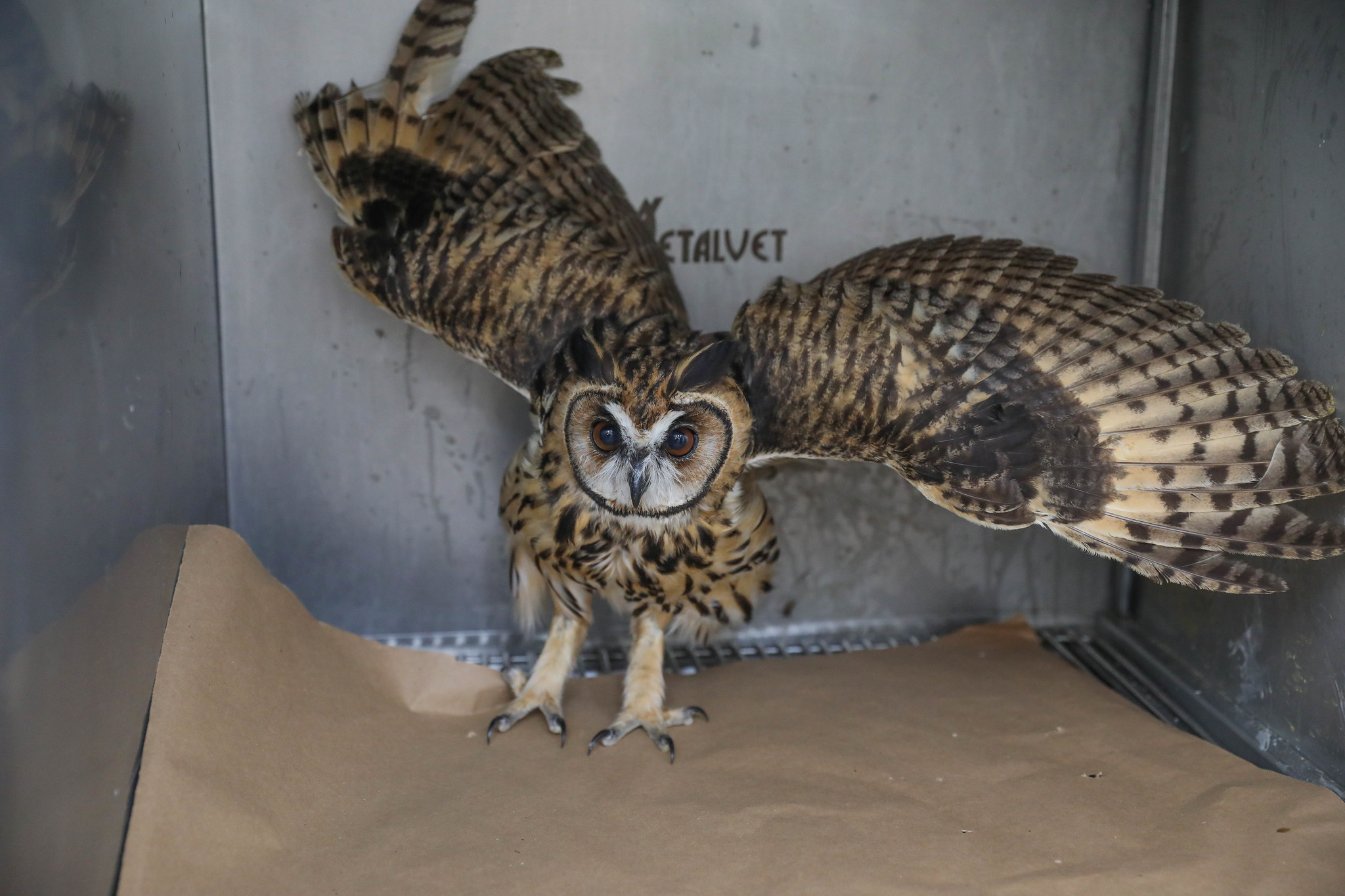 Biólogo do GDF dá dicas do que fazer ao encontrar um animal silvestre em ambiente urbano